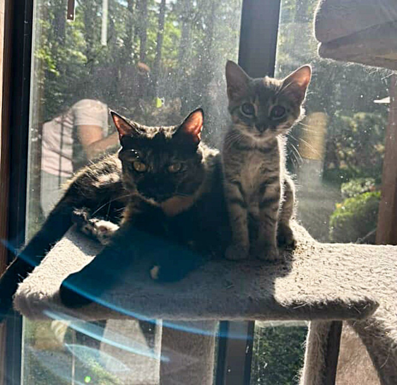 先住猫と一緒の子猫
