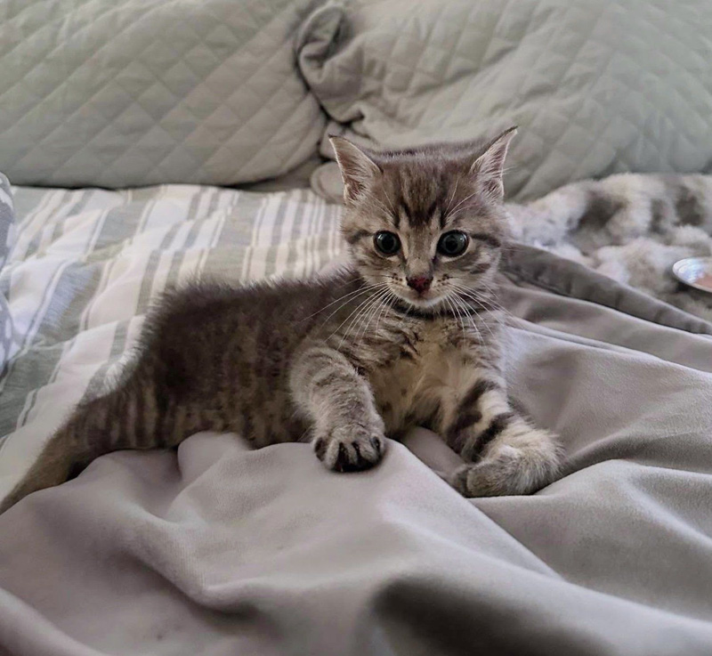 くつろぐ子猫
