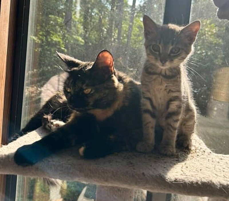 幸せになった子猫