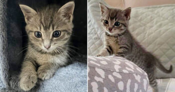 高速道路から助け出された子猫