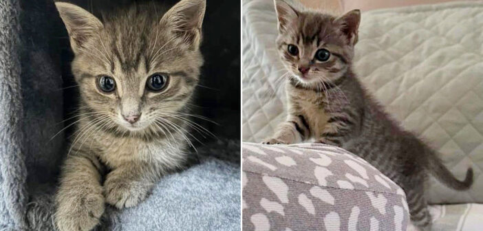 子猫の命を救うため、高速道路で次々と車を止めた女性。その後、優しい母猫が子猫を受け入れ、自分の子として育て始める