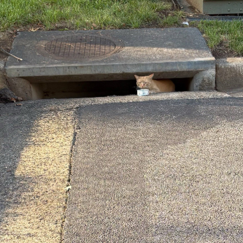 排水溝で暮らしている猫