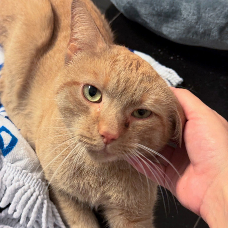 保護された猫