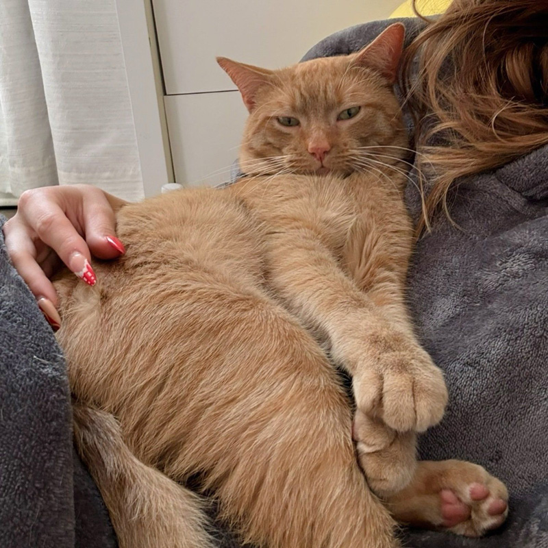 抱っこされる猫