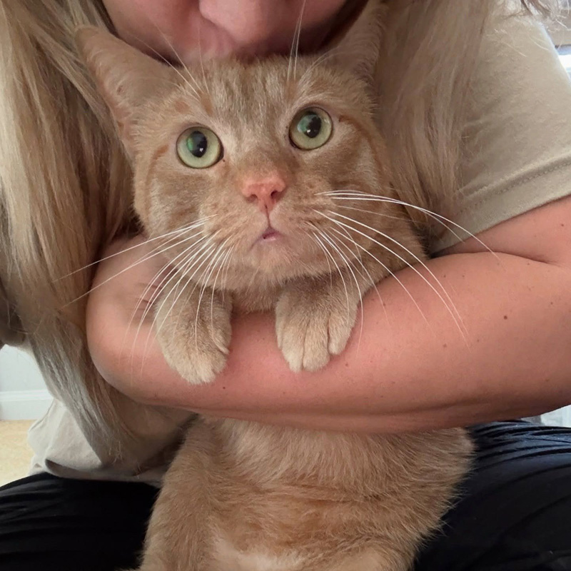 抱っこされる猫