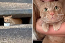 排水溝に住んでいた猫