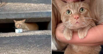 排水溝に住んでいた猫