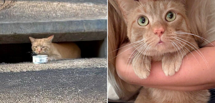 排水溝に住んでいた猫