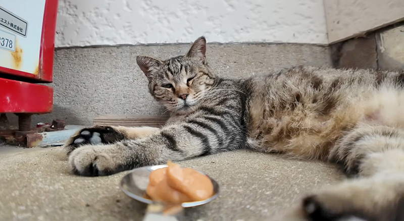 ちゅ〜るの気配に気づいた猫