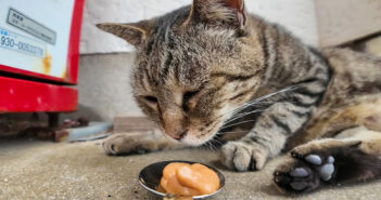 ちゅ〜るの気配に気づいた猫