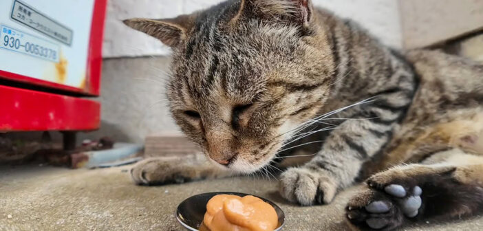 ちゅ〜るの気配に気づいた猫