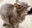 子猫を運んできた母猫