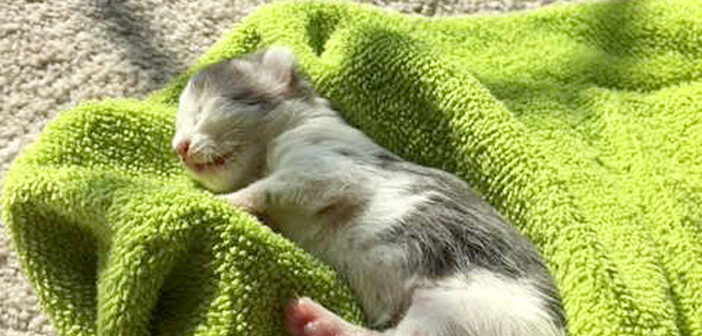 命をつなぐために土や泥まで食べていた子猫。最後まで決して諦めなかった女性の強い思いが、瀕死の子猫の命を救う！