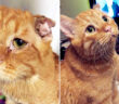 保護された猫