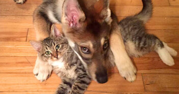 保護施設に出かけた愛犬が、1匹の子猫に一目惚れ! 子猫を家族に迎え入れると、驚くほど毎日が幸せいっぱいに! 仲良しな犬と猫