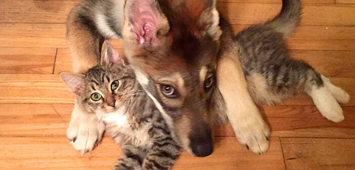 仲良しな犬と猫