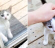保護された子猫