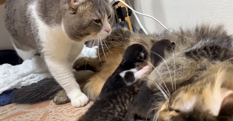 母猫を心配する父猫