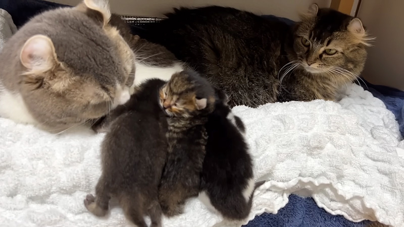 子猫達を世話する父猫