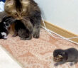 子猫達の夜泣きに困惑する母猫