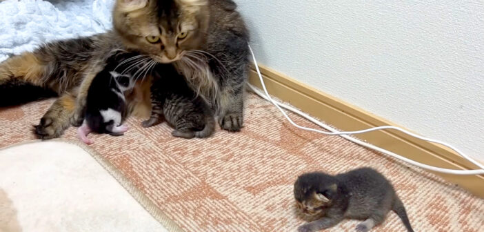 子猫達の夜泣きに困惑する母猫