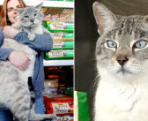 ペット用品店に引き取られた11kgの巨大な猫。家を探していた多くの保護猫達に、次々と里親さんを見つける！