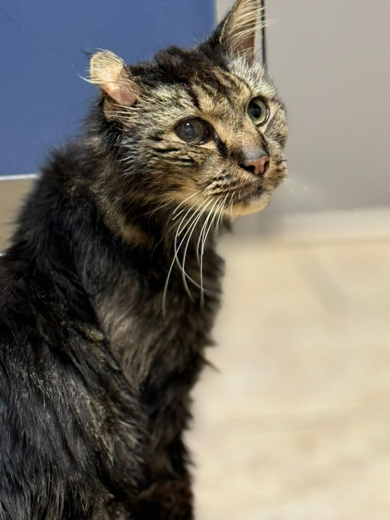 保護された老猫
