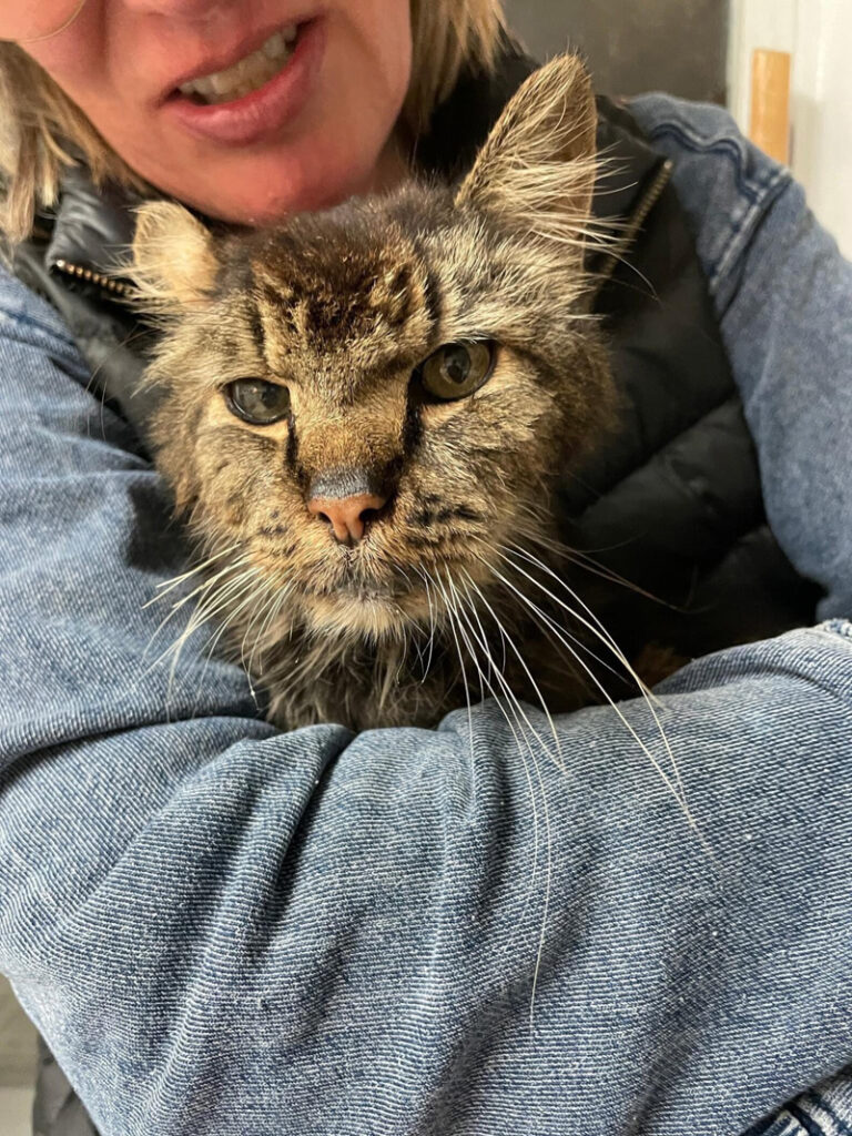 抱っこされる老猫