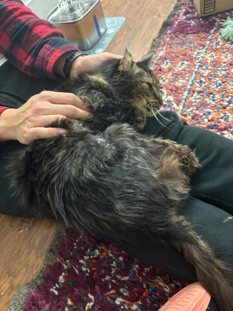 膝でくつろぐ老猫