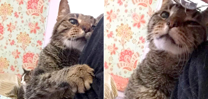 16歳の老猫