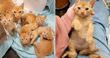 路上から助け出された母猫と5匹の子猫達にチャンスを与えた女性。一夜にして猫の親子の人生が永遠に変わる! 保護された猫の親子
