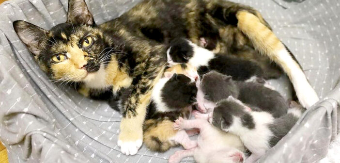 野良猫として厳しい環境の中を生き抜いてきた猫。8匹の子猫と共に家の中で暮らし始めると、毎日が幸せいっぱいに