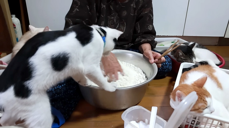 お手伝いする猫