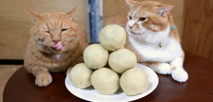 秋彼岸まんじゅうが気になる猫達