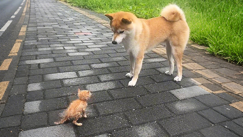 散歩中に子猫を見つけた犬