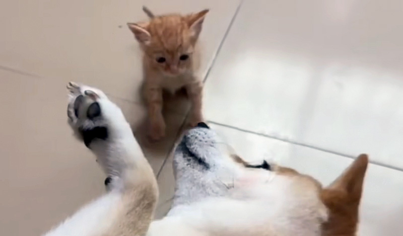 仲良くなった犬と子猫