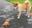 散歩中に子猫を見つけた犬
