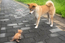 散歩中に子猫を見つけた犬