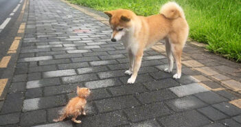 犬と朝の散歩をしていると、大雨を生き延びた弱々しい子猫の姿を発見。可哀想に思って保護すると、人生が大きく変わる 散歩中に子猫を見つけた犬