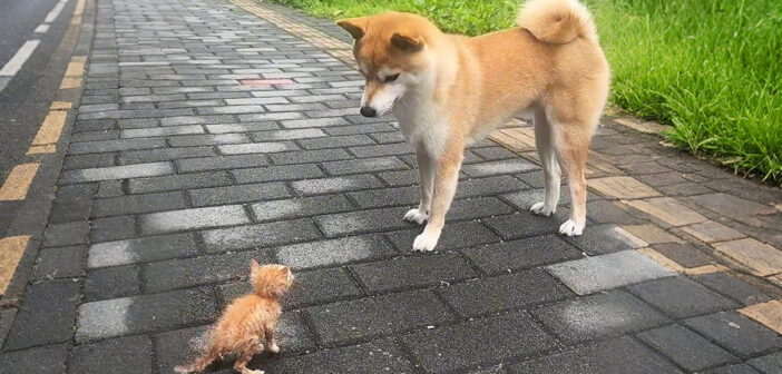 散歩中に子猫を見つけた犬