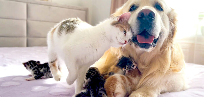 優しいゴールデンレトリバーに子猫達を預ける母猫。自分も何度もすり寄って、幸せに包まれる様子に心が温まる♡