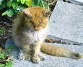 病気で目が開かず、人間に助けを求めてきた子猫。優しい人達の愛情で元気になると、本来の美しい姿を取り戻す！