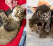 ボートから保護された猫の親子