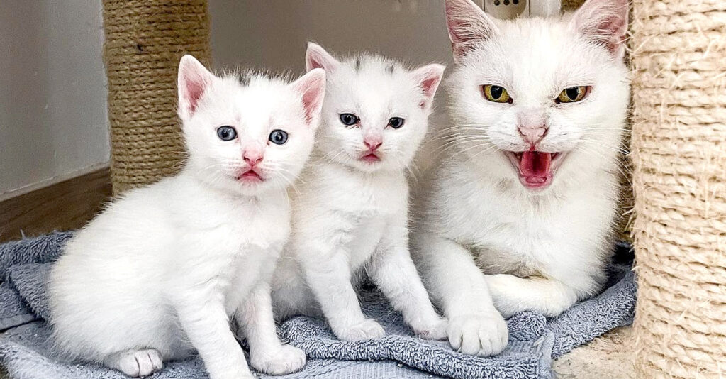 庭に住み着いた後、室内生活を試してみることになった白猫。キャット