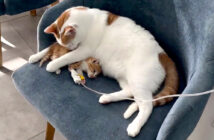子猫を救う猫