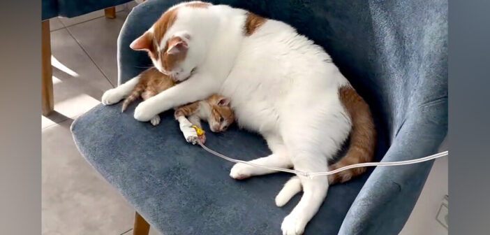 子猫を救う猫