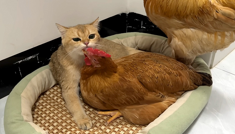 めんどりを毛づくろいする子猫