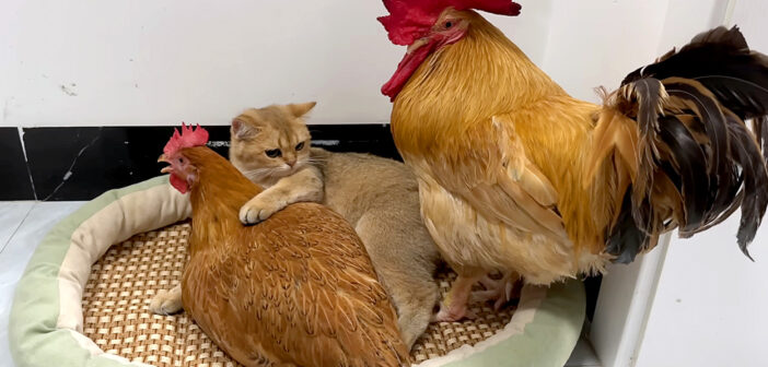 めんどりを抱きしめる子猫