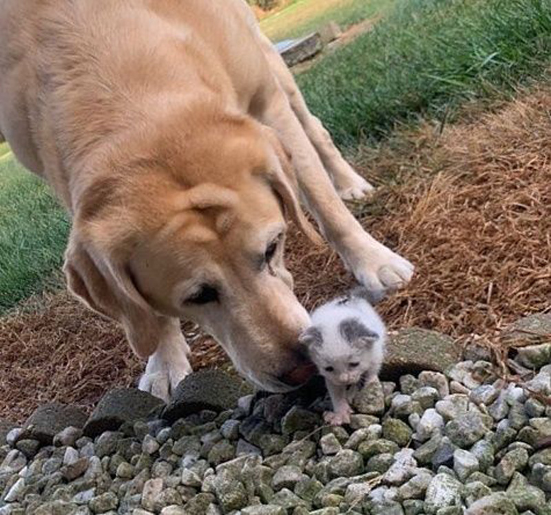 犬に助け出された子猫