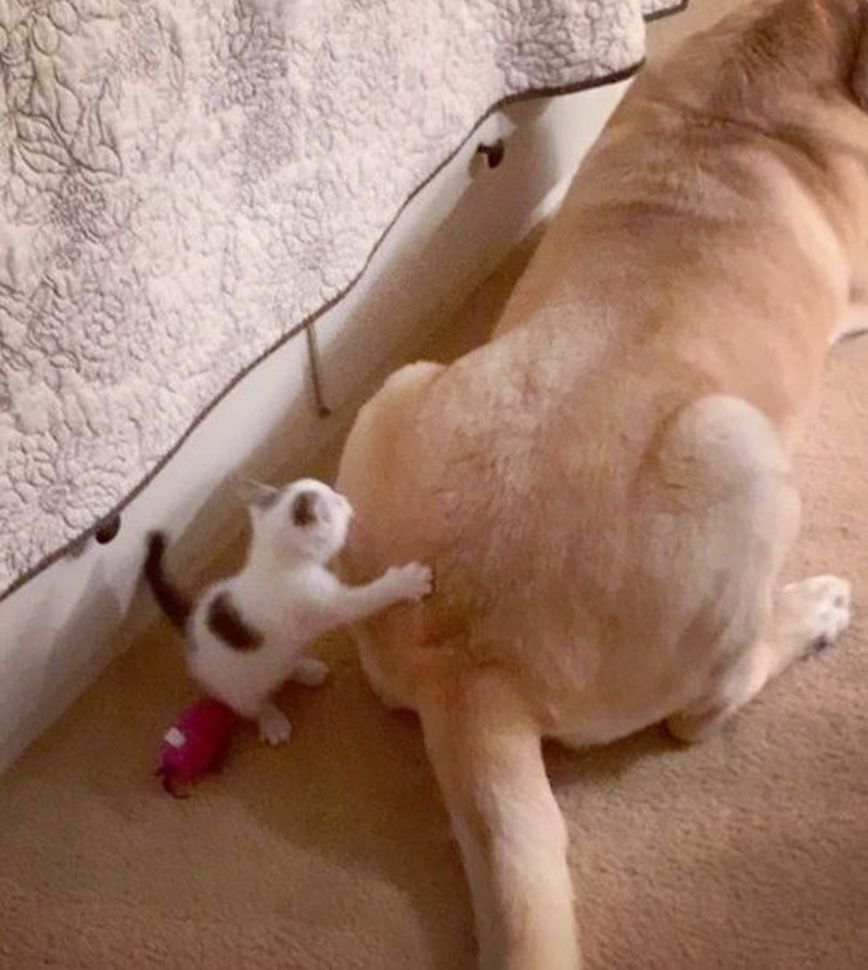 犬のことが大好きになった子猫